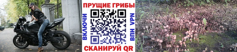 Псилоцибиновые грибы Cubensis  Похвистнево 